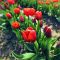 Rdeči tulipani na polju.